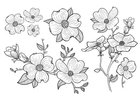 Dogwood Flower SVG - 39+  Free Flowers SVG PNG EPS DXF