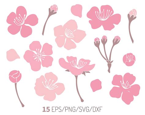 Cherry Blossom Flower SVG - 48+  Editable Flowers SVG Files