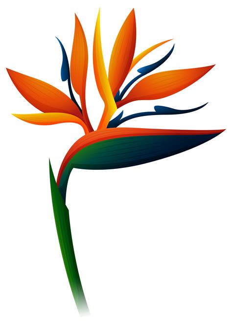 Bird Of Paradise SVG - 19+  Flowers SVG Scalable Graphics