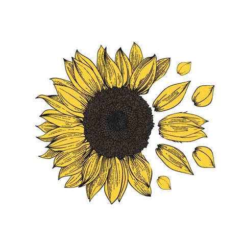 Sunflower Vine SVG - 71+  Download Flowers SVG for Free