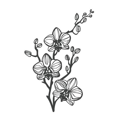 Orchid SVG Free - 77+  Popular Flowers SVG Cut