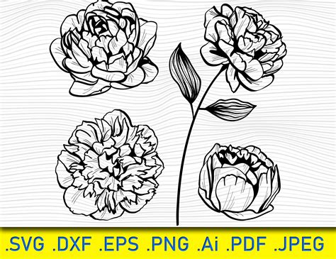 Free Peony SVG - 15+  Popular Flowers SVG Cut Files